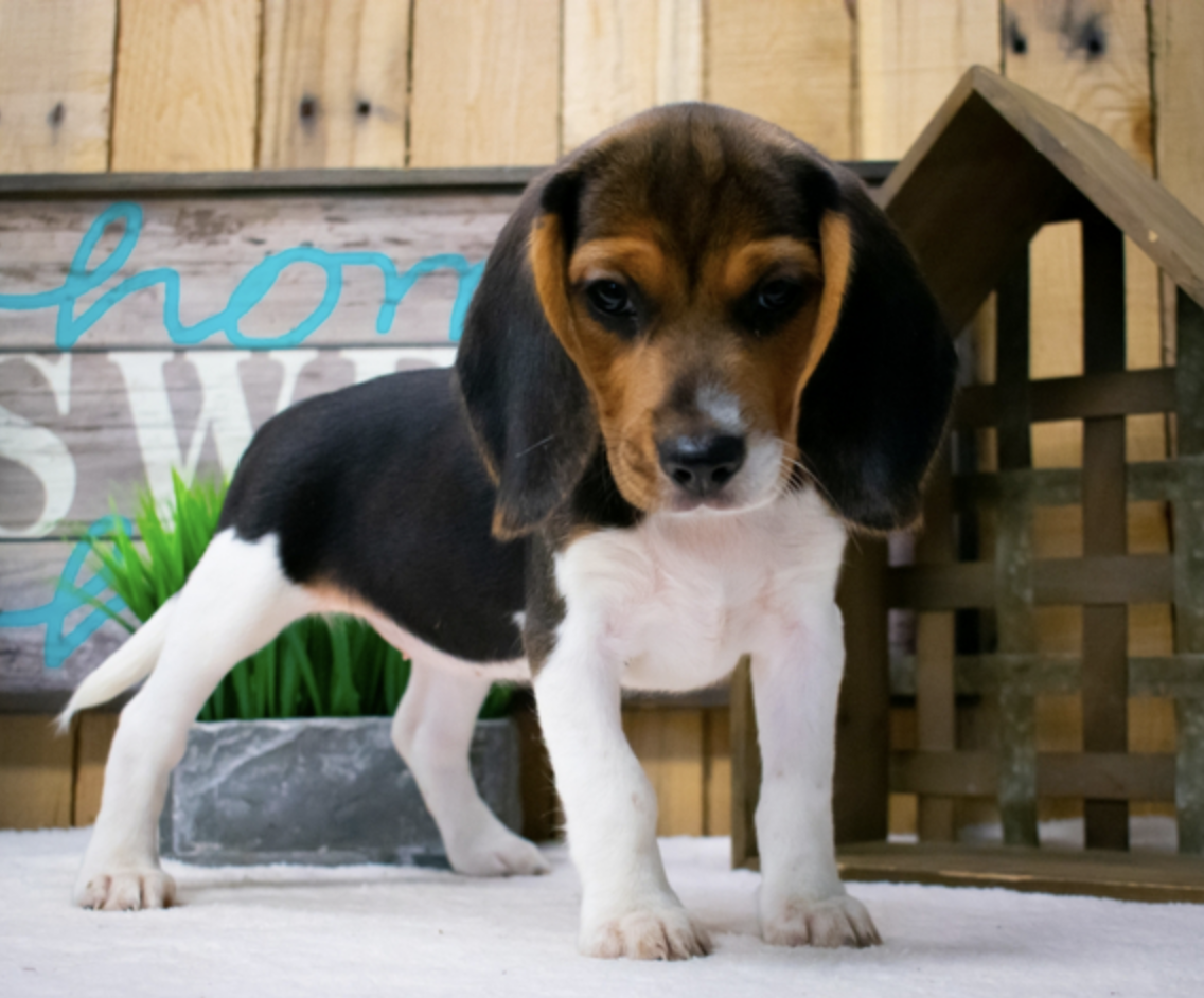 comprar cachorros sanos, baratos y asequibles para la venta